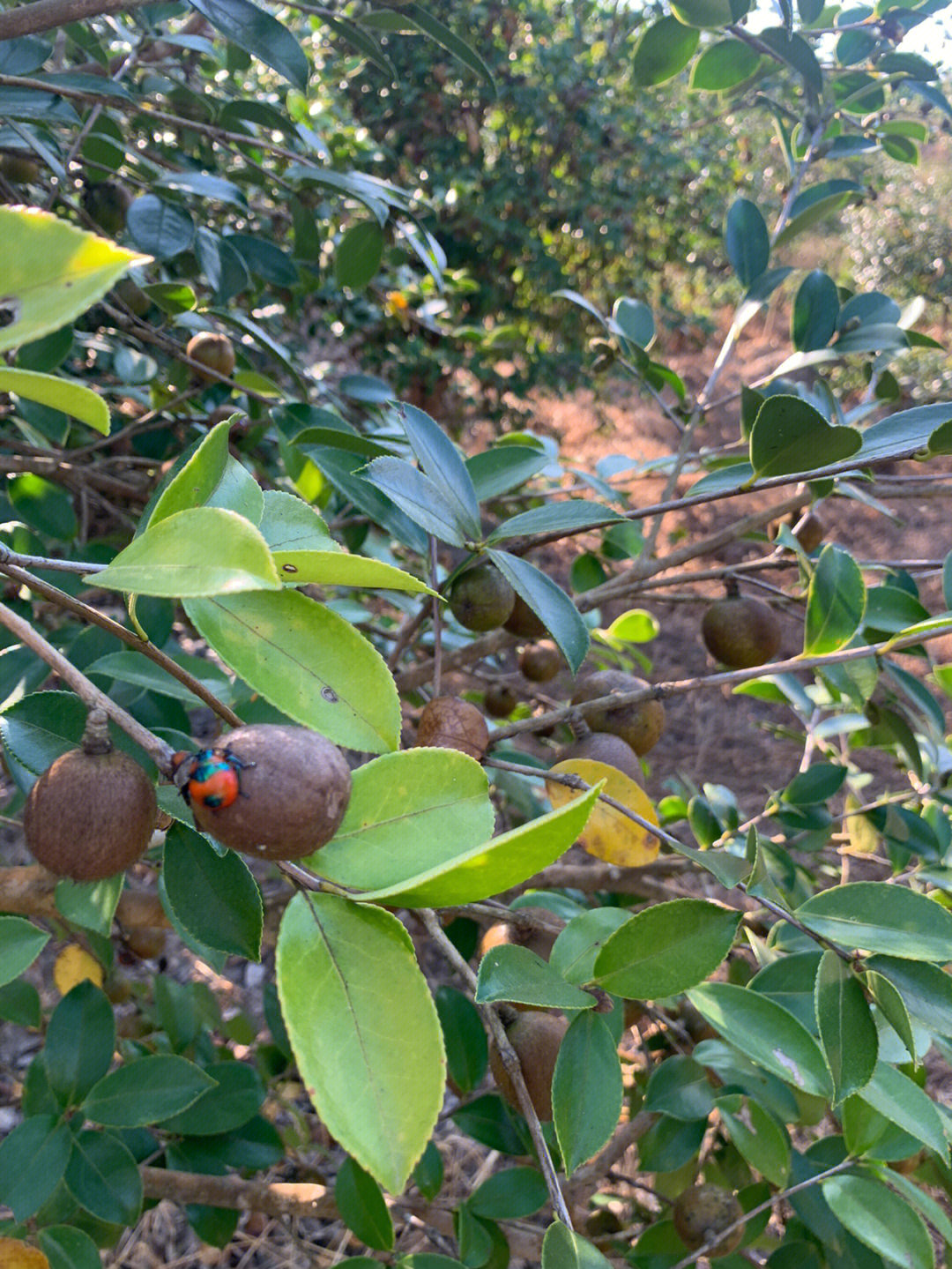 茶子树上结茶子