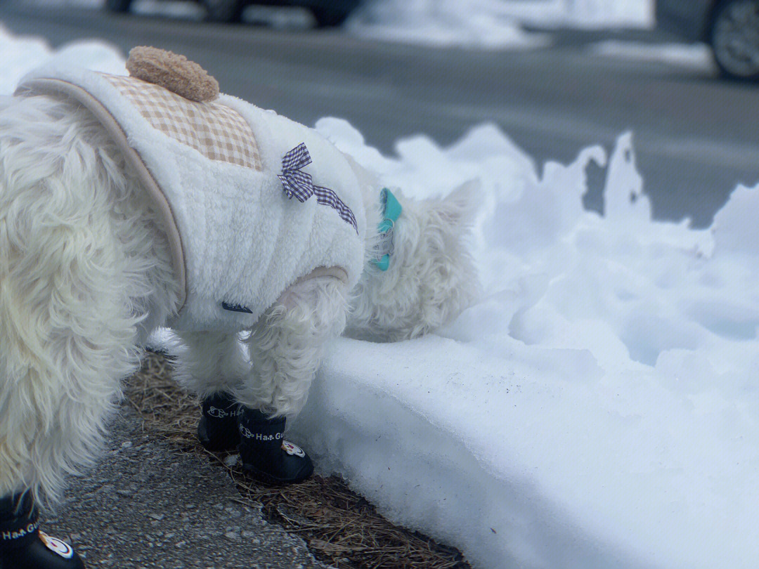 什么雪可以把你吃成这幅样子