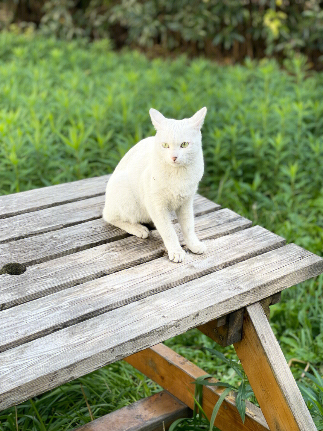 普通猫白猫图片