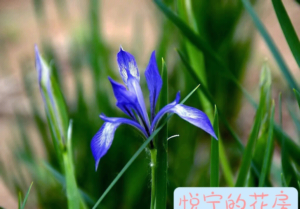 马兰花马兰花