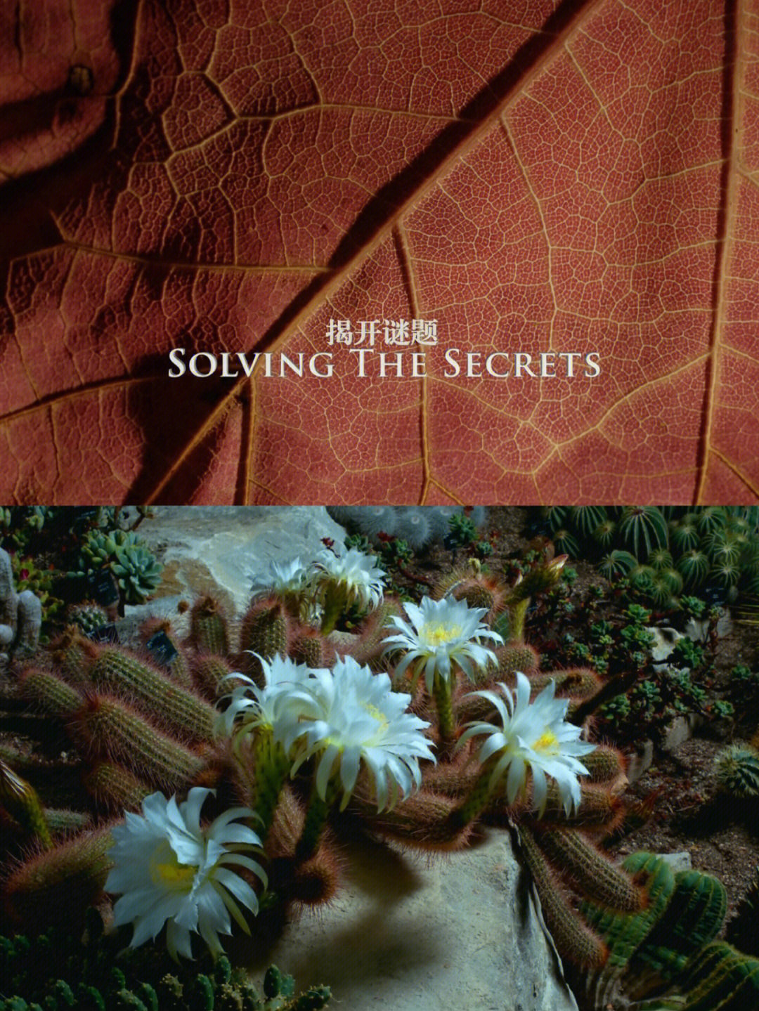 植物王国第三集的内容图片