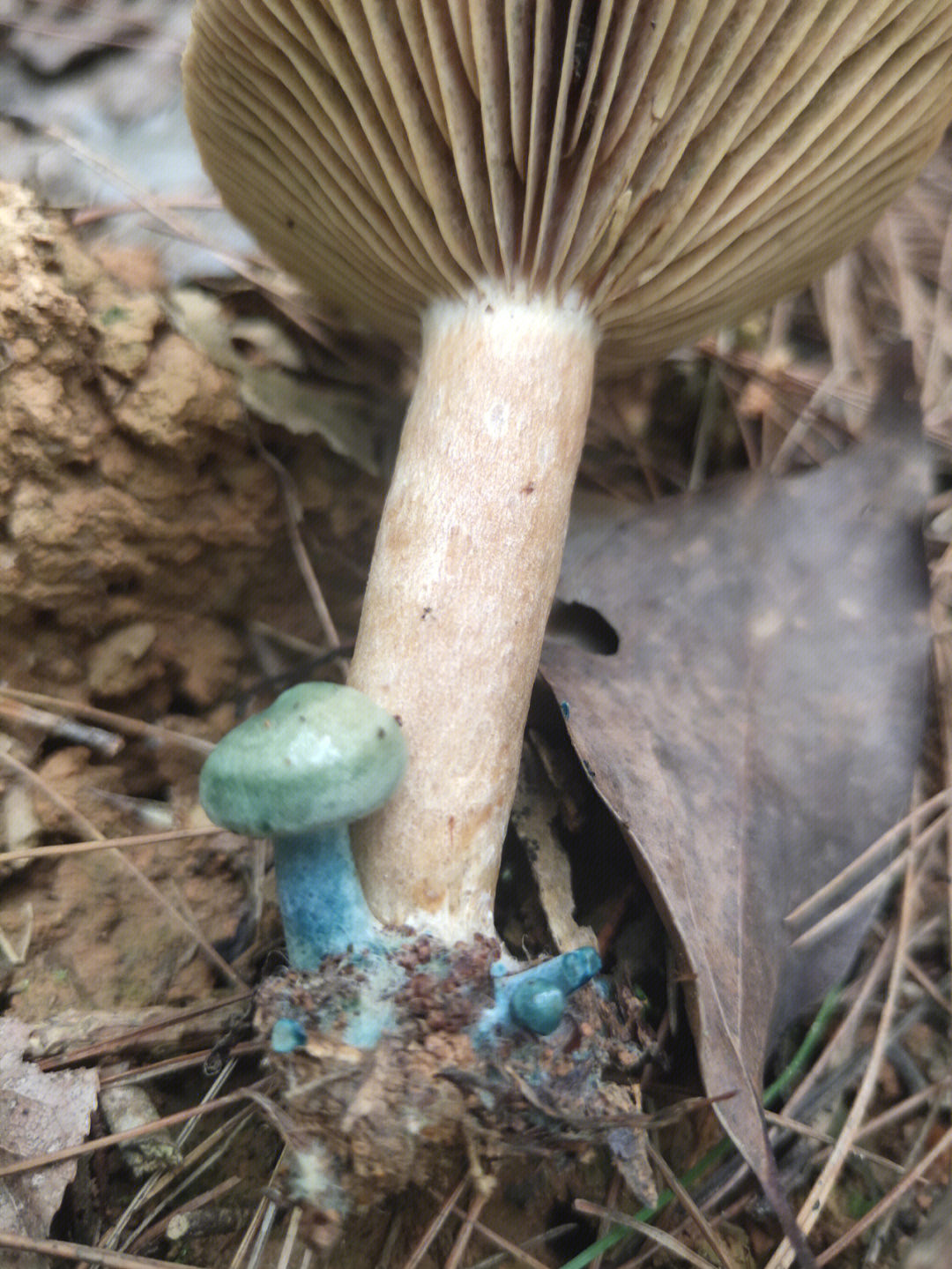 拍照识蘑菇 野生图片