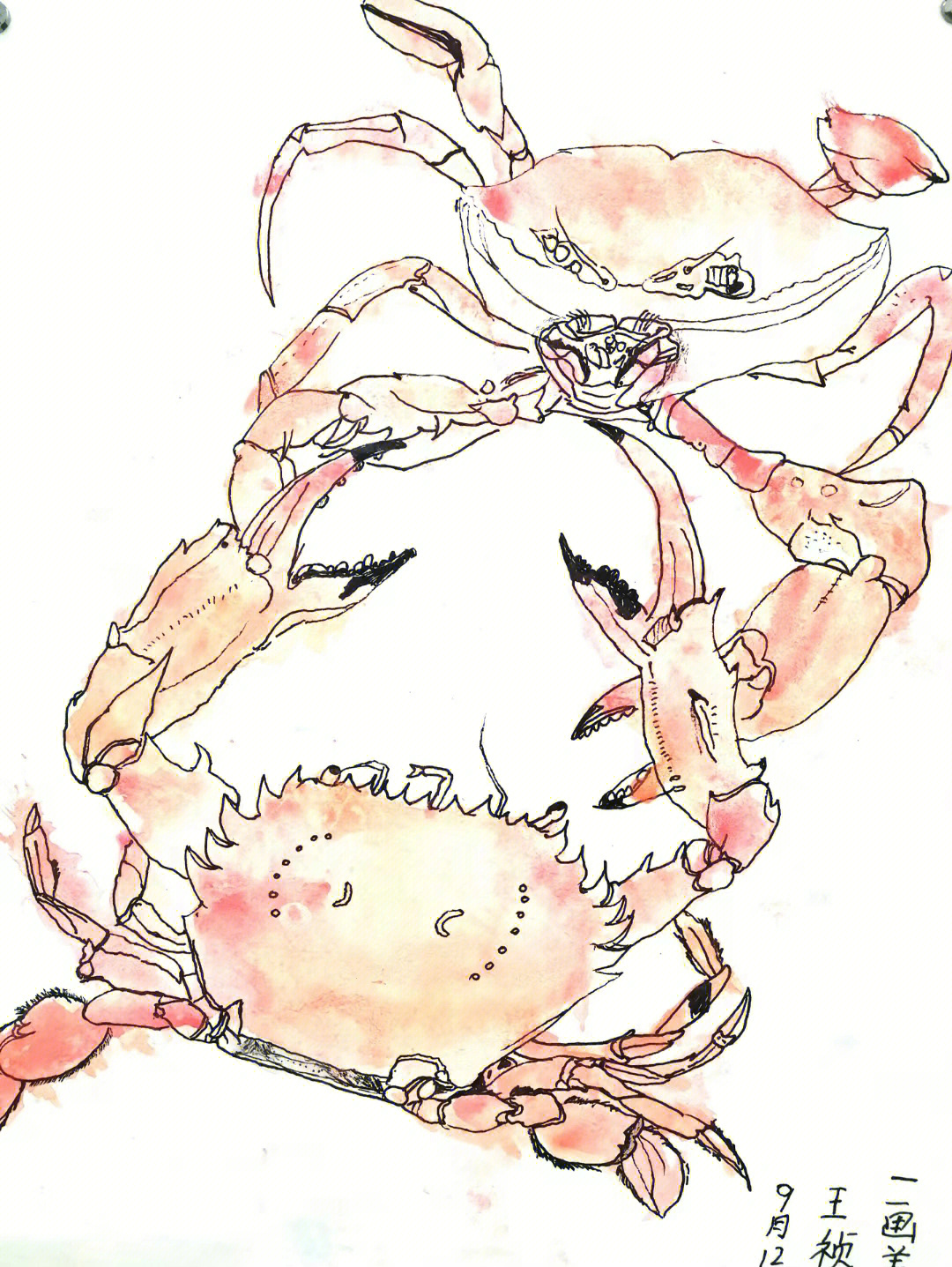 实物写生螃蟹
