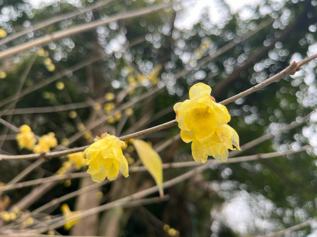 蜡梅香水寒风中的冷甜香