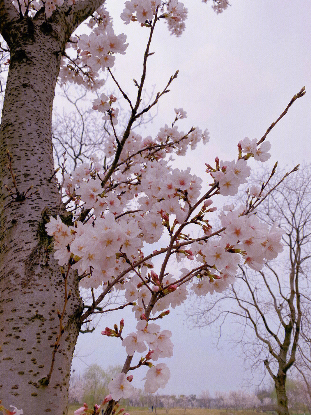 苏州仙樱湖公园樱花节图片