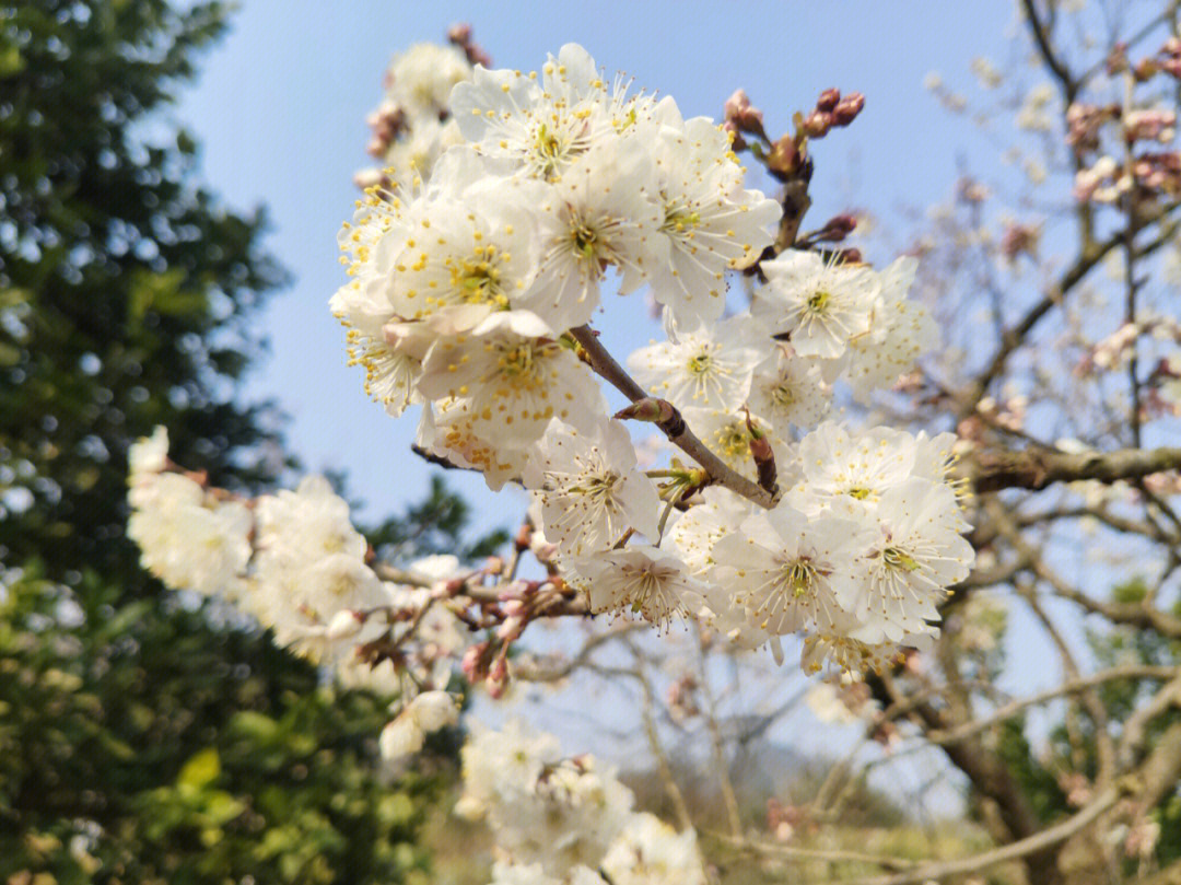 巴南乌皮樱桃基地樱花图片