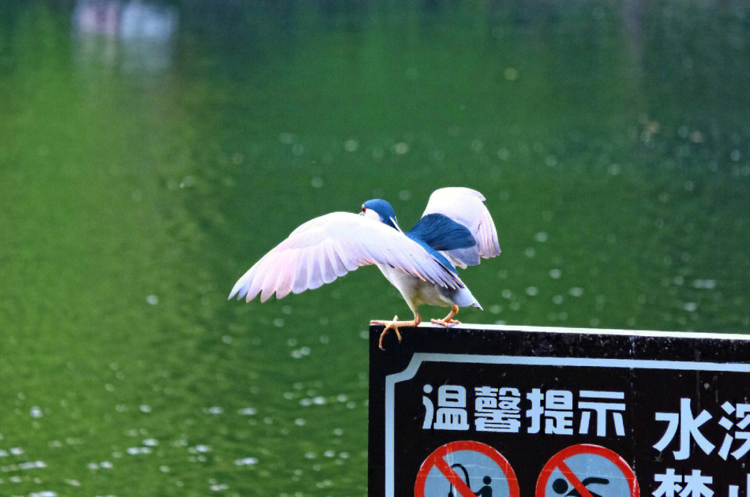 呆头鸟图片