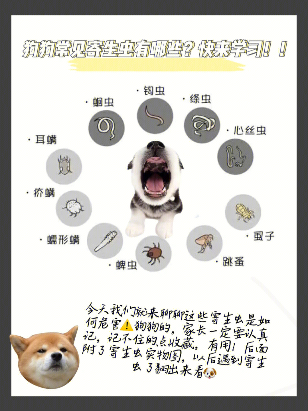 犬常见寄生虫有哪些71快来学习6015