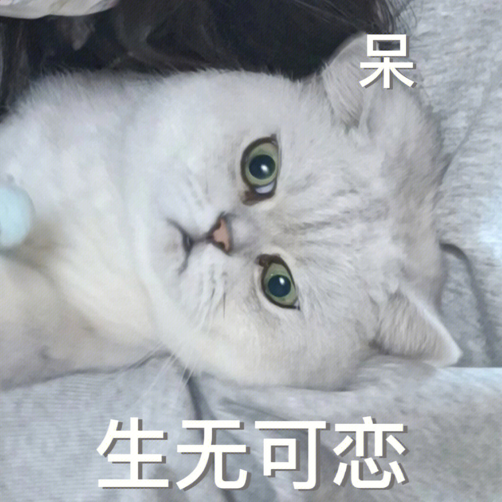 以前vs现在猫咪表情包图片