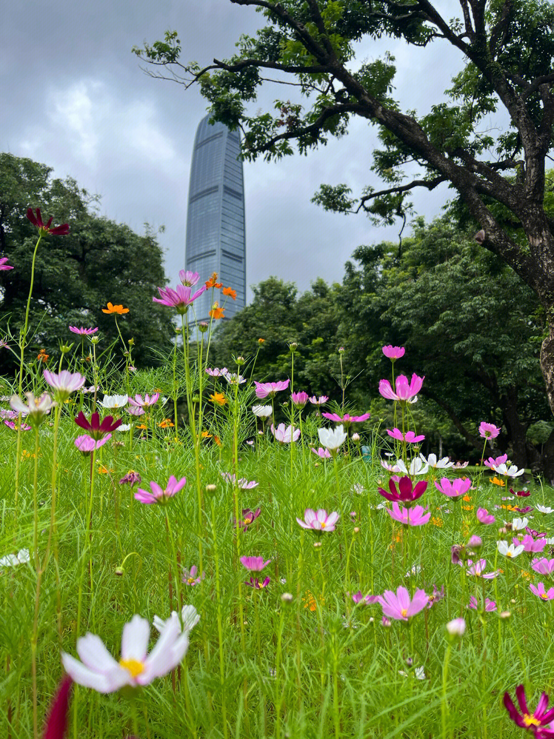 荔枝公园的格桑花海