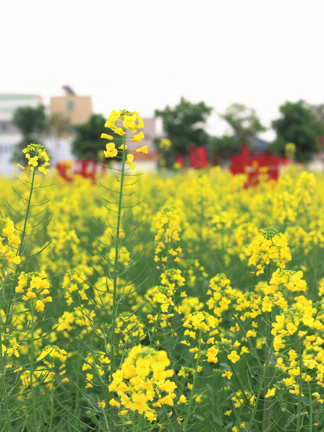 南沙油菜花打卡地图片