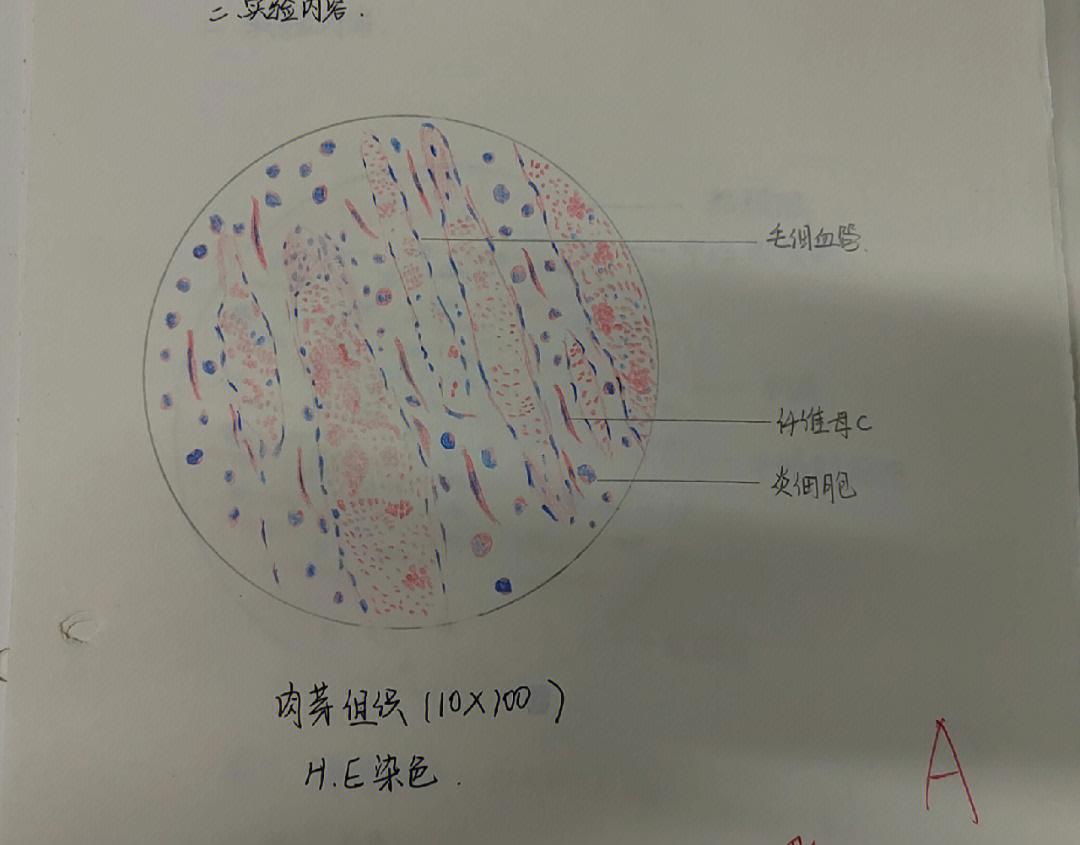 杆菌红蓝铅笔手绘图图片