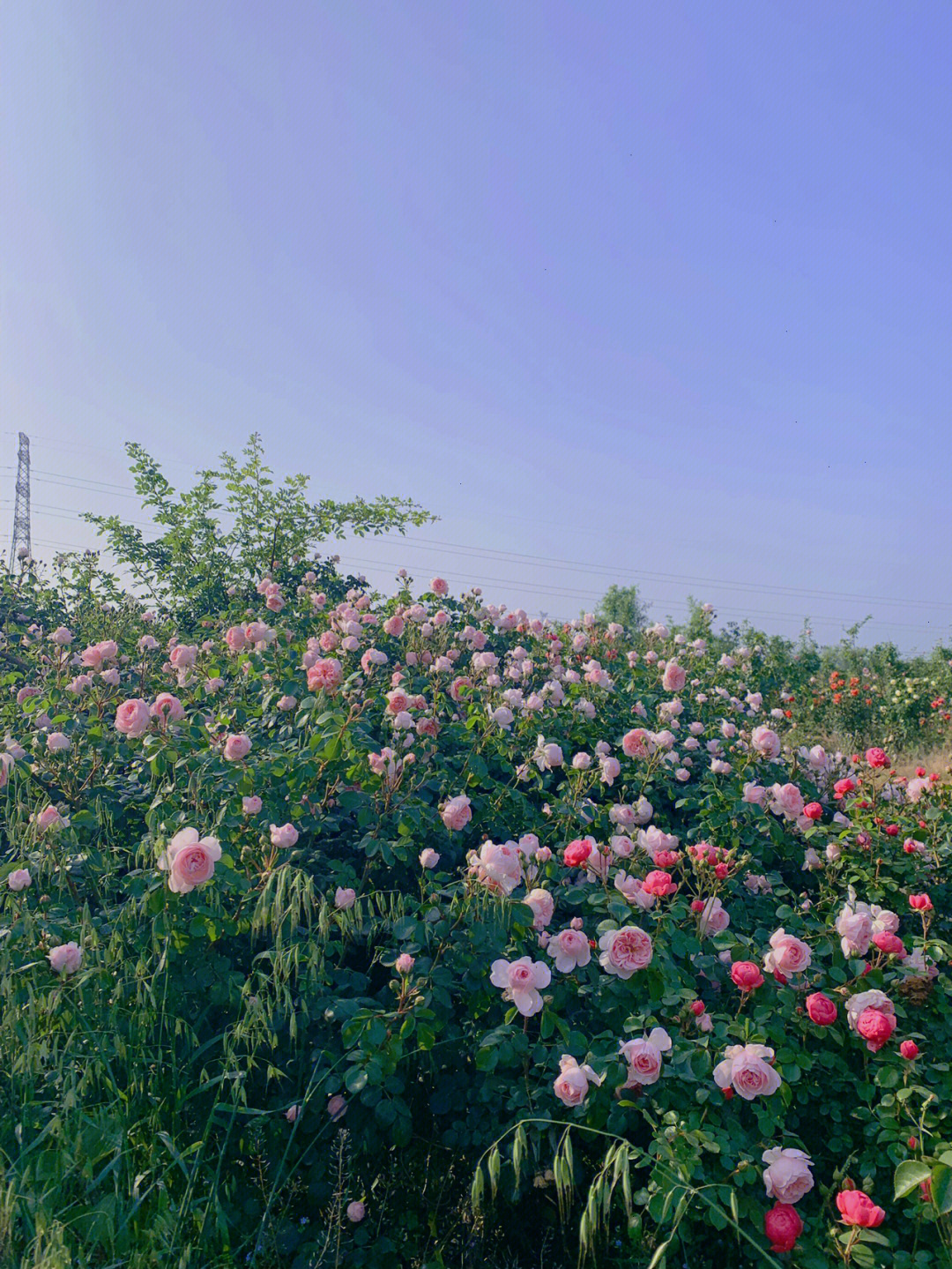 满山遍野的花