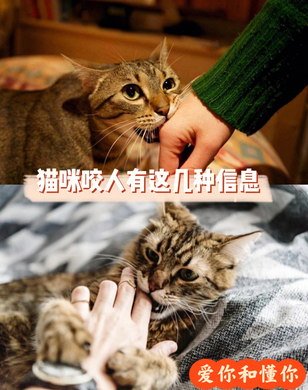 猫咪喜欢咬人的6大常见情况知道了少受罪