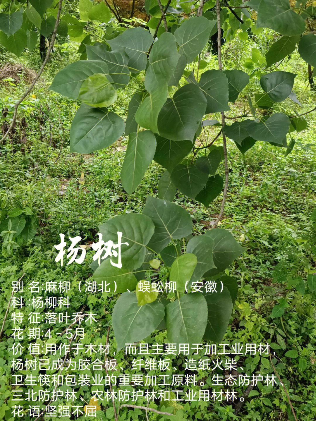 杨树的种类名称及图片图片