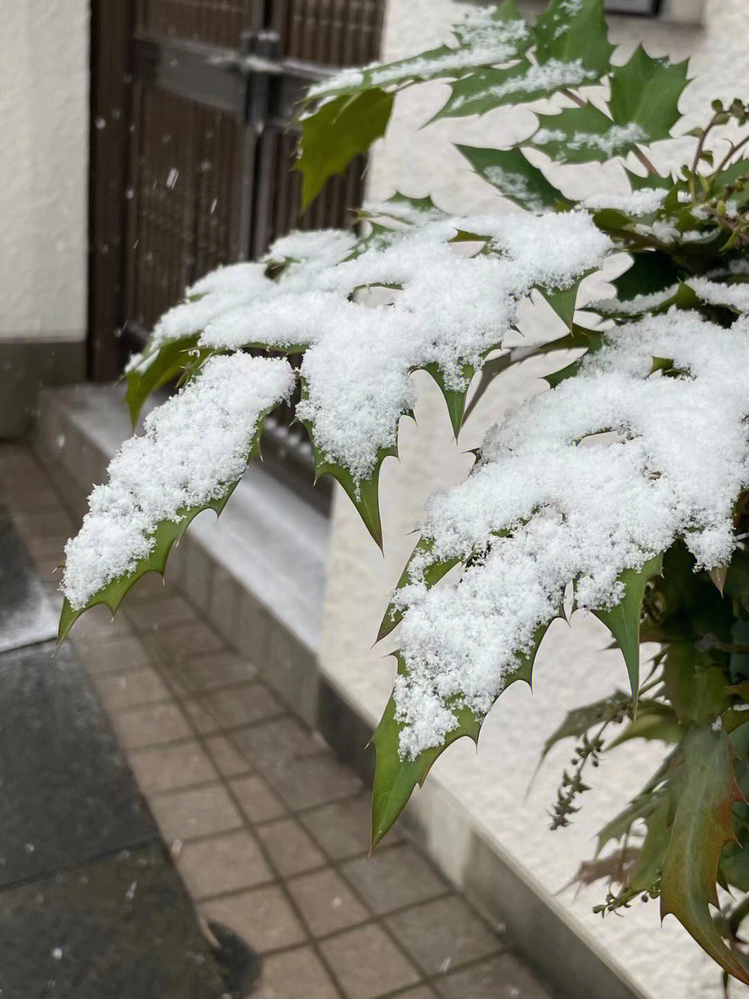 絮絮的花内容图片