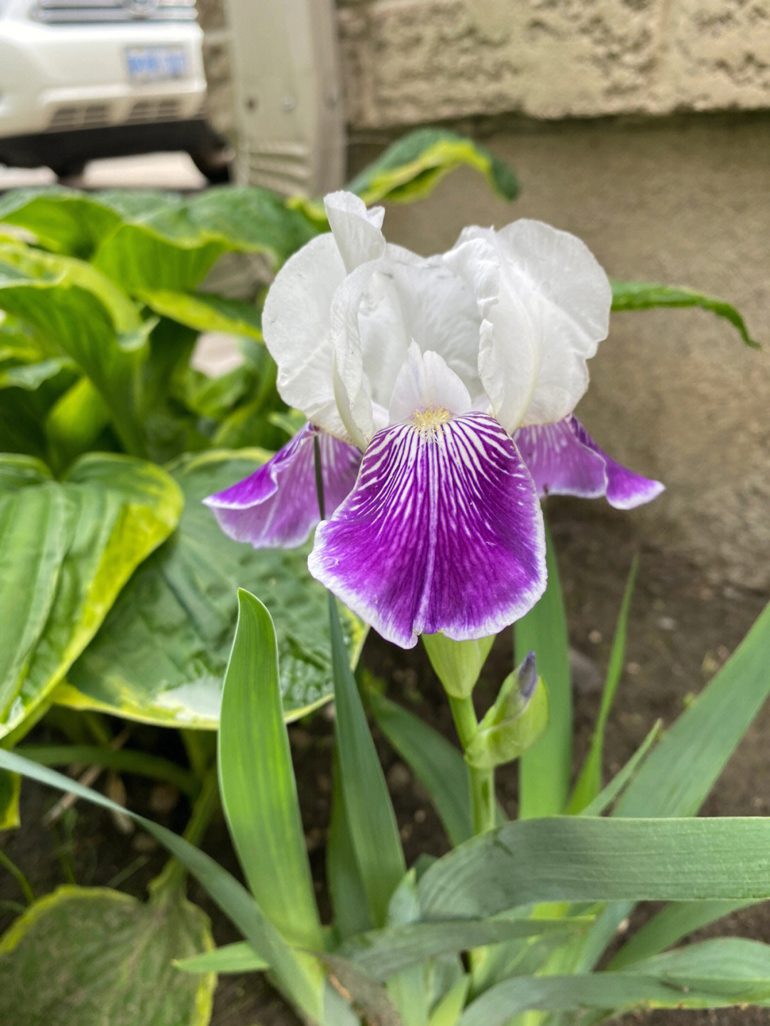 花开花落又一年之iris鸢尾花