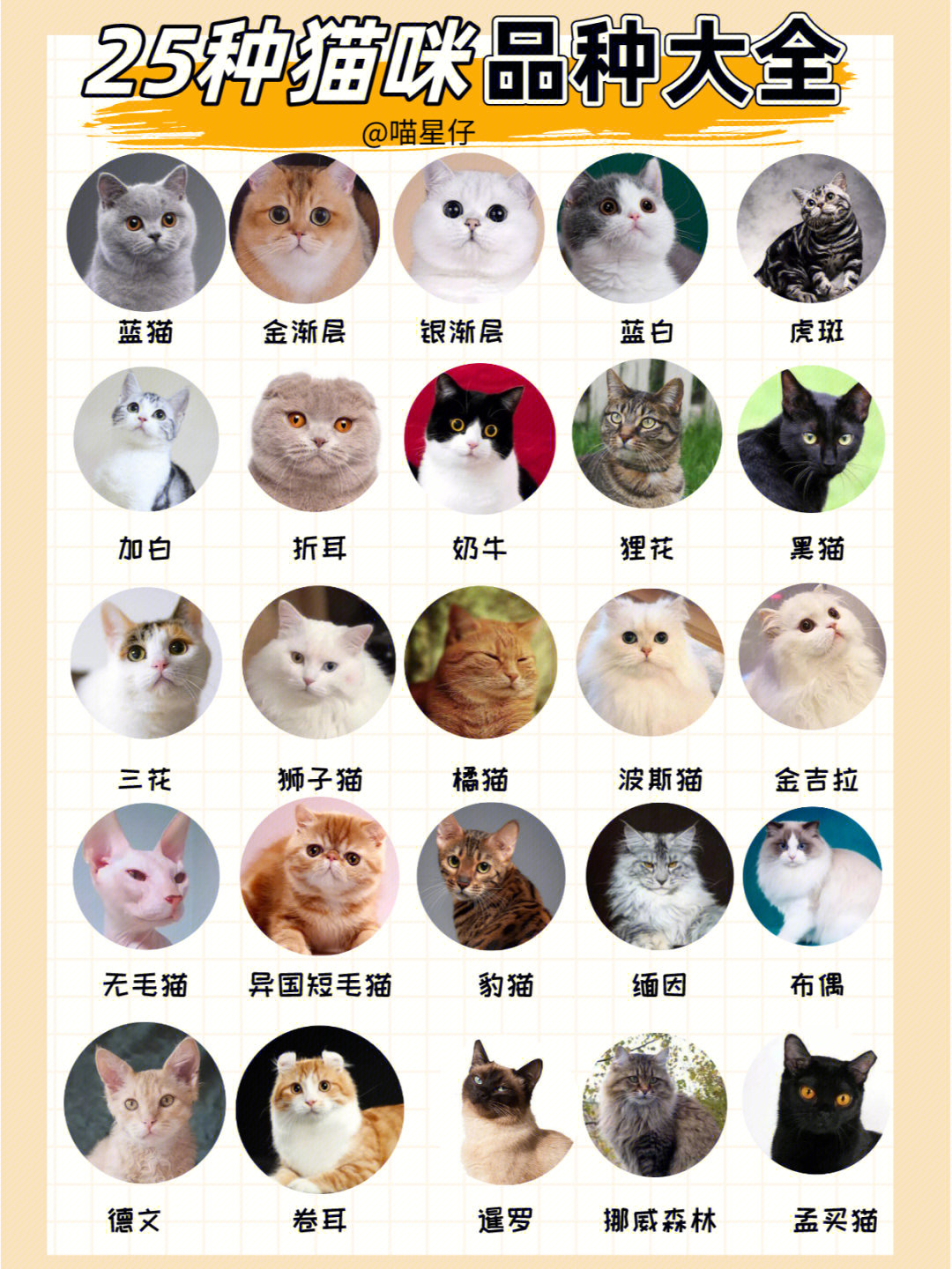 新手养猫25种猫咪品种大全适合新手养的猫