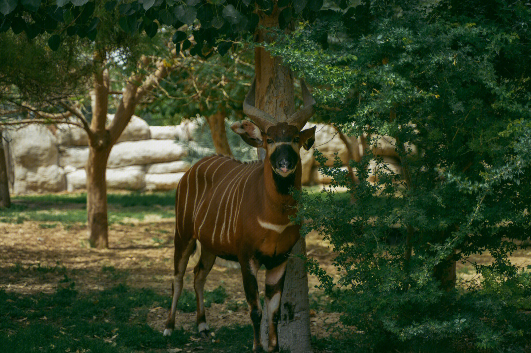 dubaisafaripark