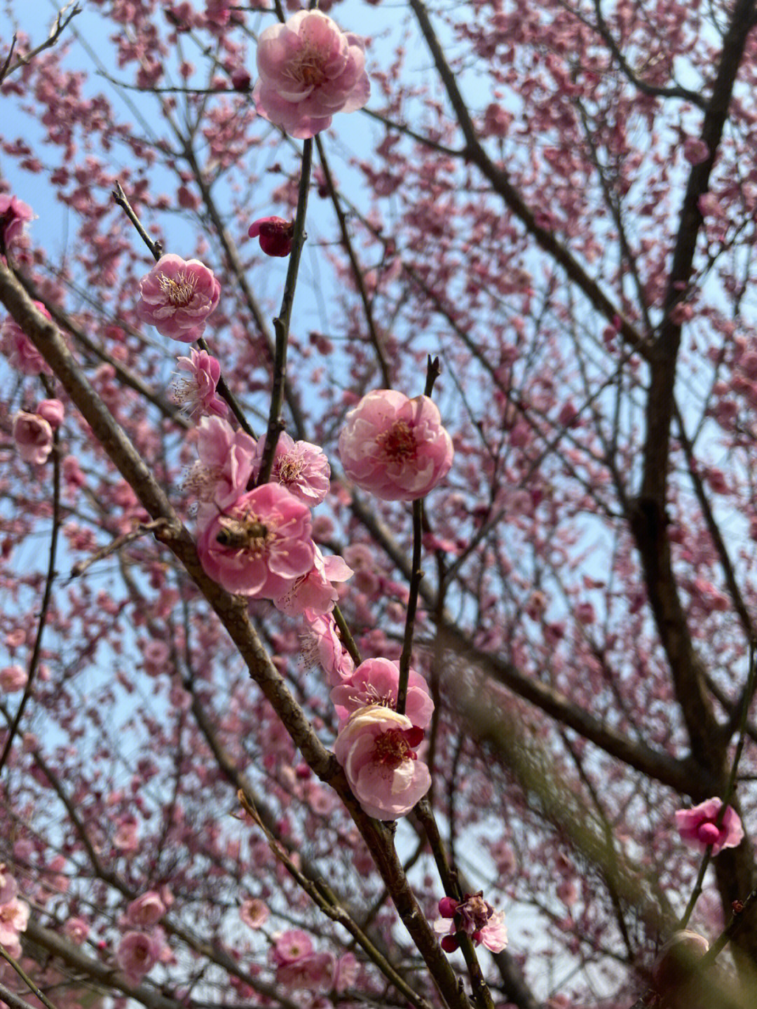 梅花远看像什么图片