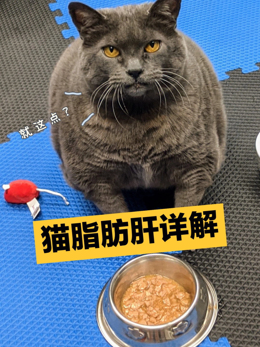 猫脂肪肝:必做检查