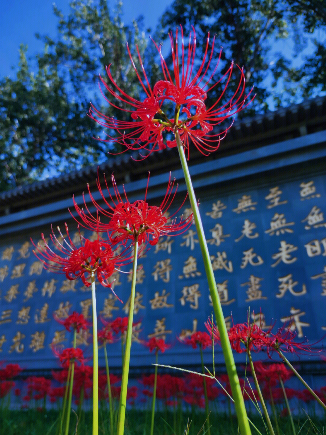 彼岸花 石蒜 大兴善寺 小寨