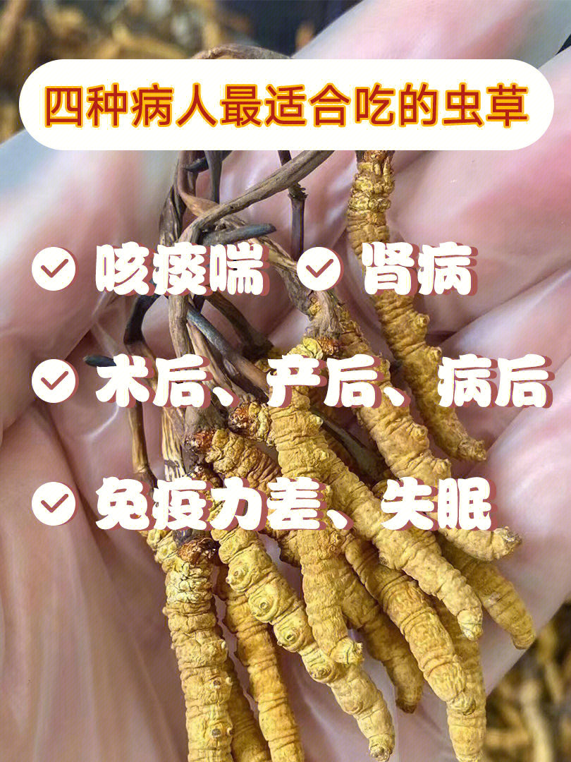 冬虫夏草主治图片