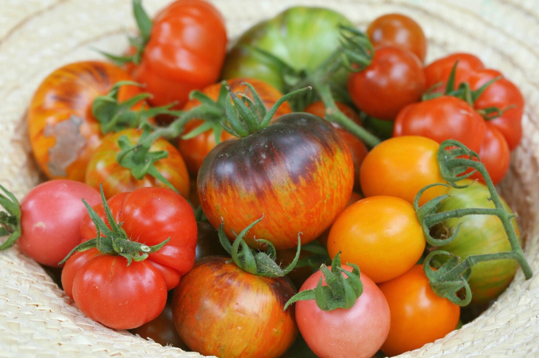 番茄自由自然成熟的番茄好吃到心巴暴击