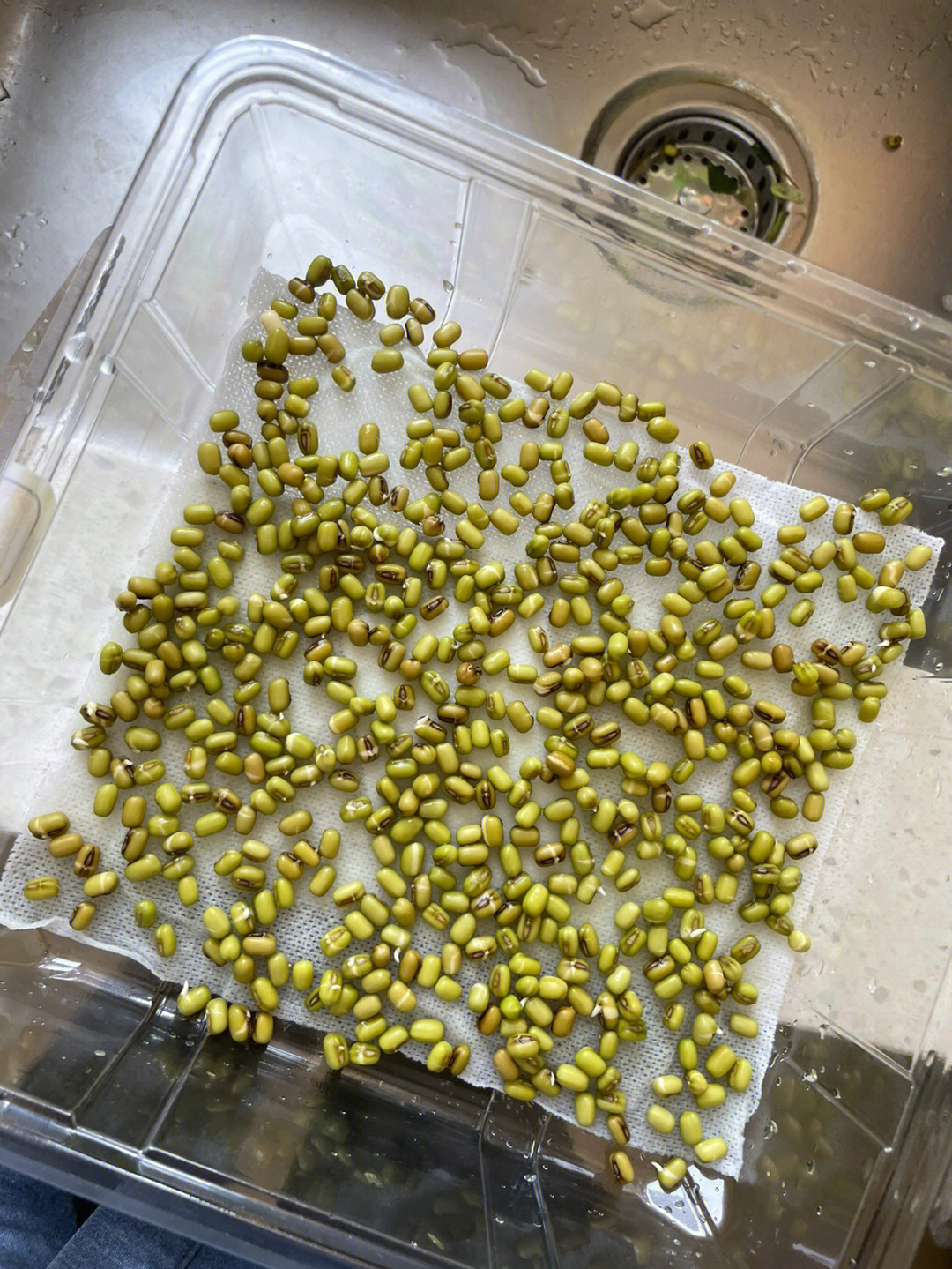 绿豆怎么发芽步骤图片图片