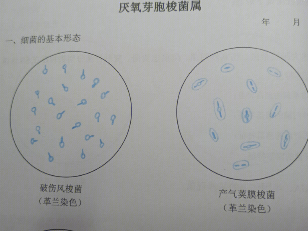 微生物学红蓝铅笔手绘图