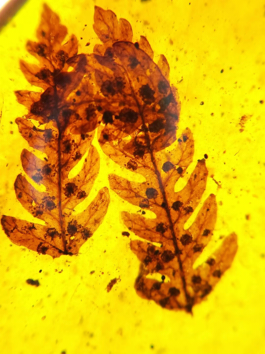孢子植物标本制作图片