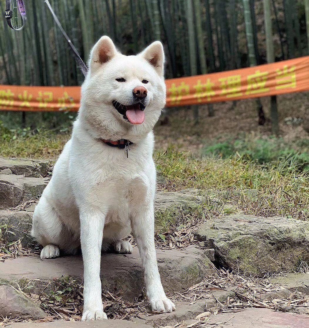 感受一下白色秋田犬的颜值