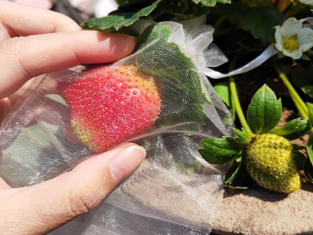 种了个草莓