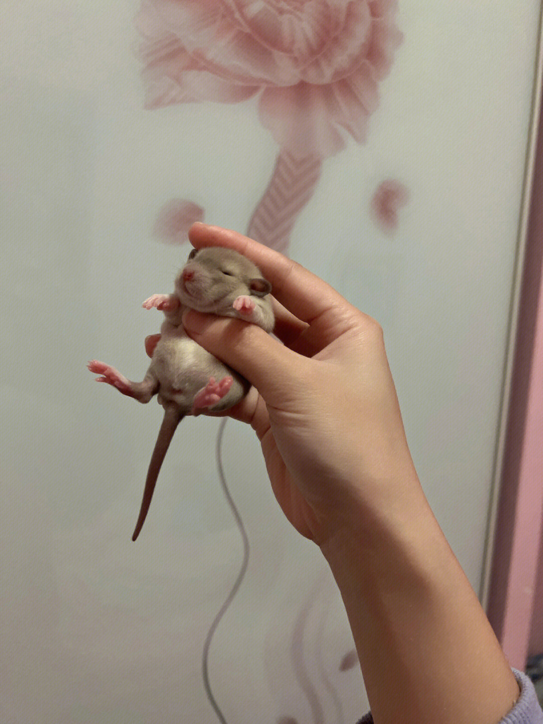 刚出生的小老鼠怎么养图片