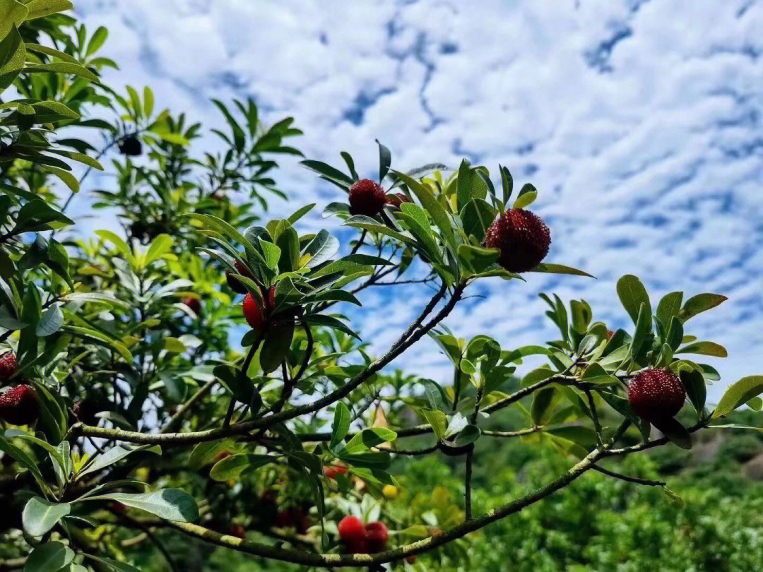 杨梅树的生活环境图片