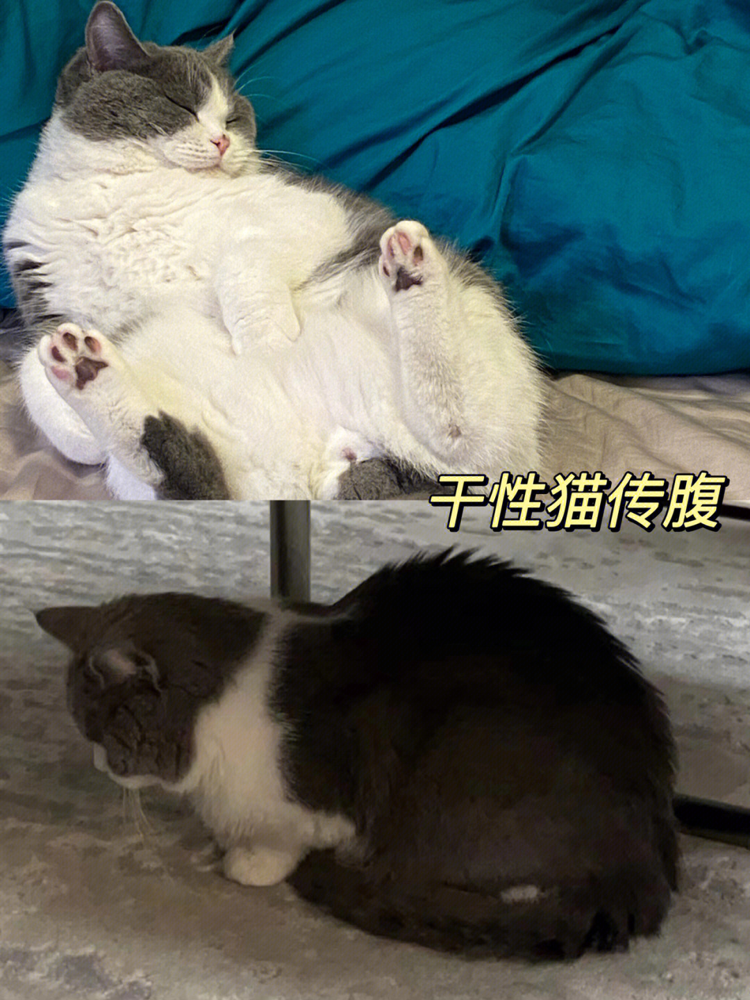 猫传腹治疗记录 暴瘦