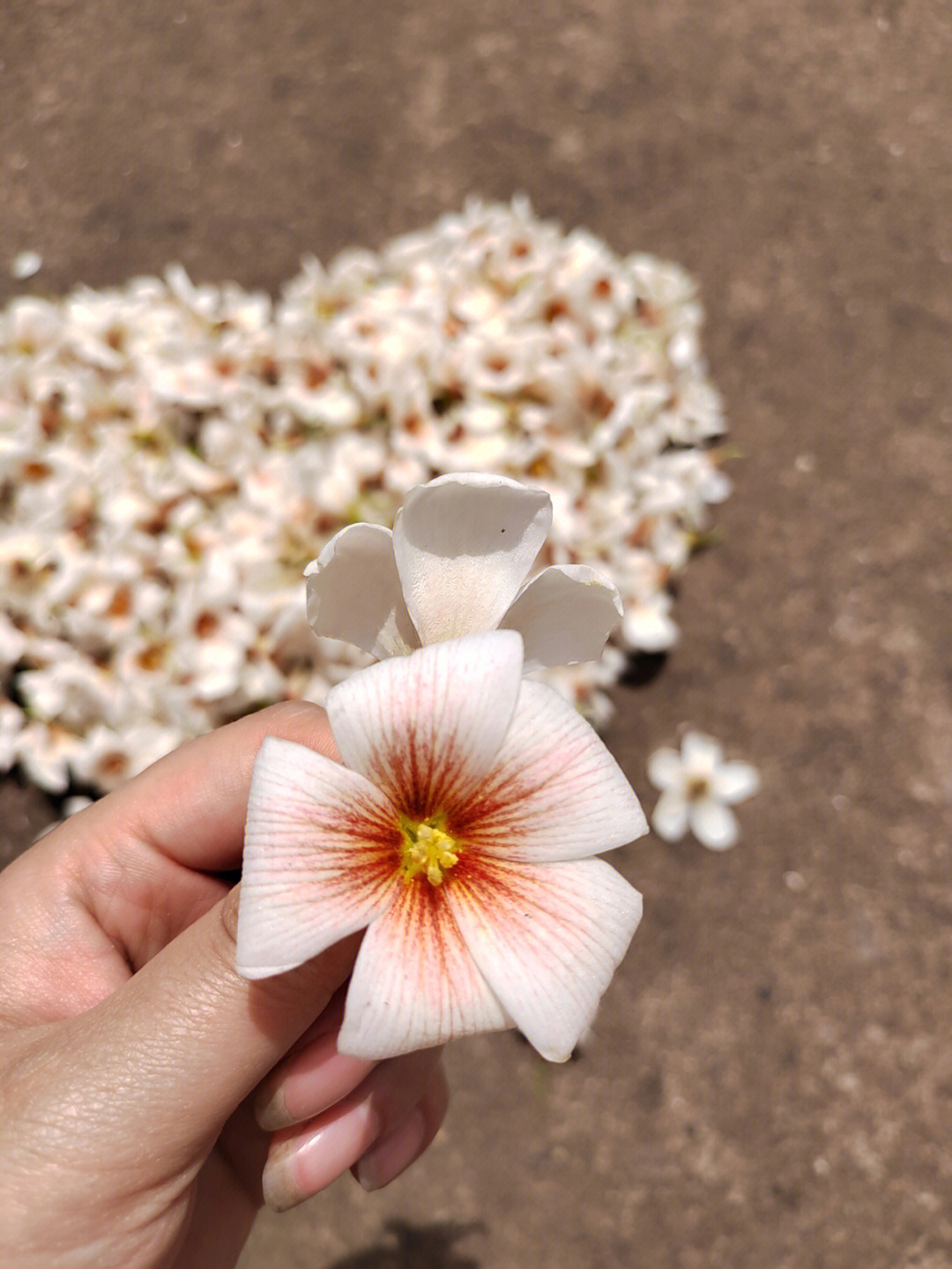 油桐花