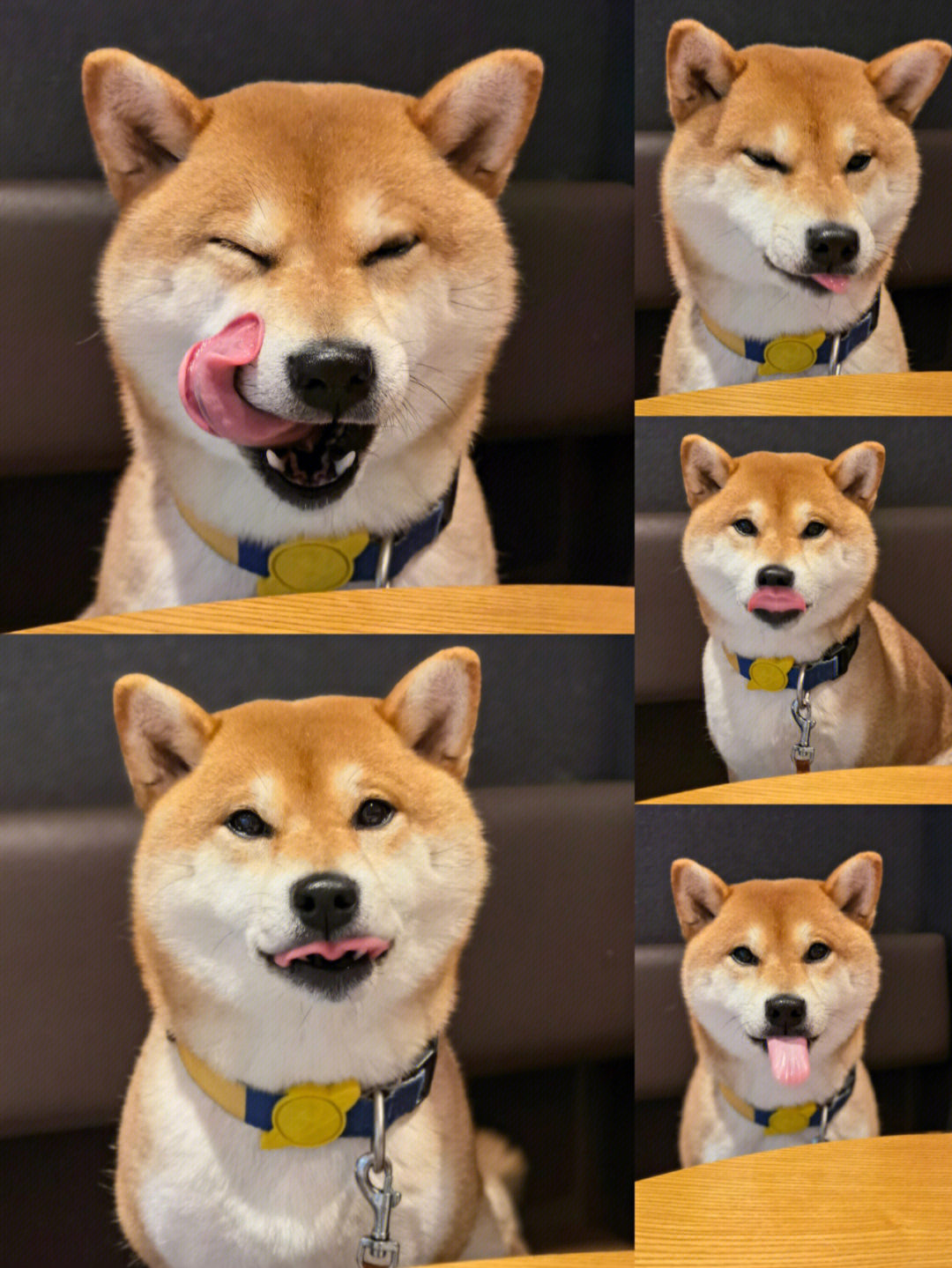 狗为什么伸舌头图片
