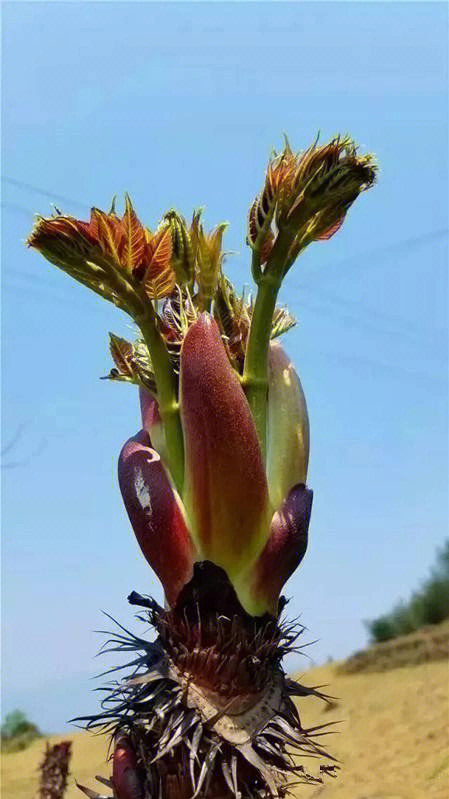 赤龙包野菜图片