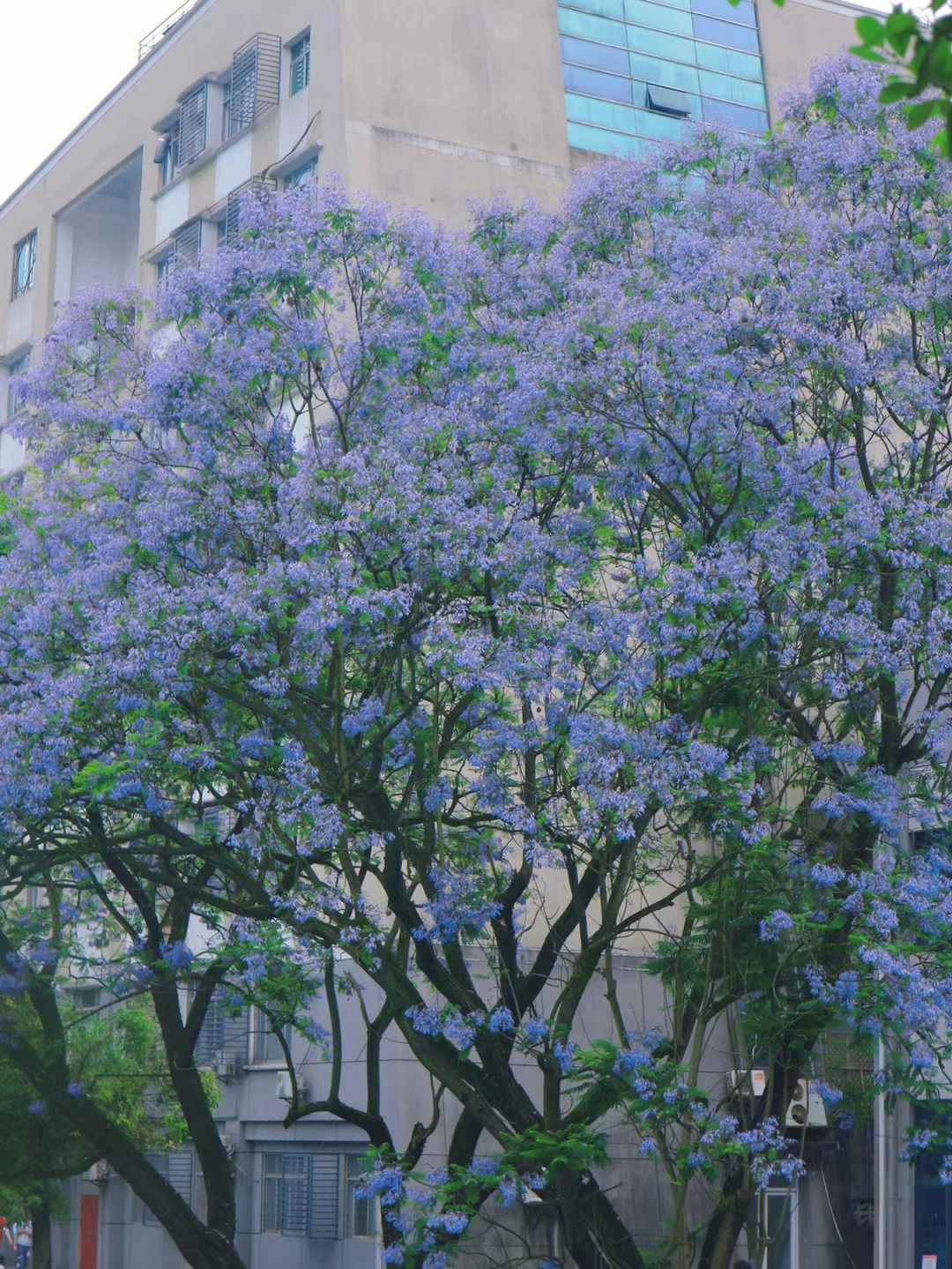 蓝花楹和毕业季的浪漫