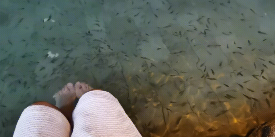 为啥鱼疗不吃我的脚图片