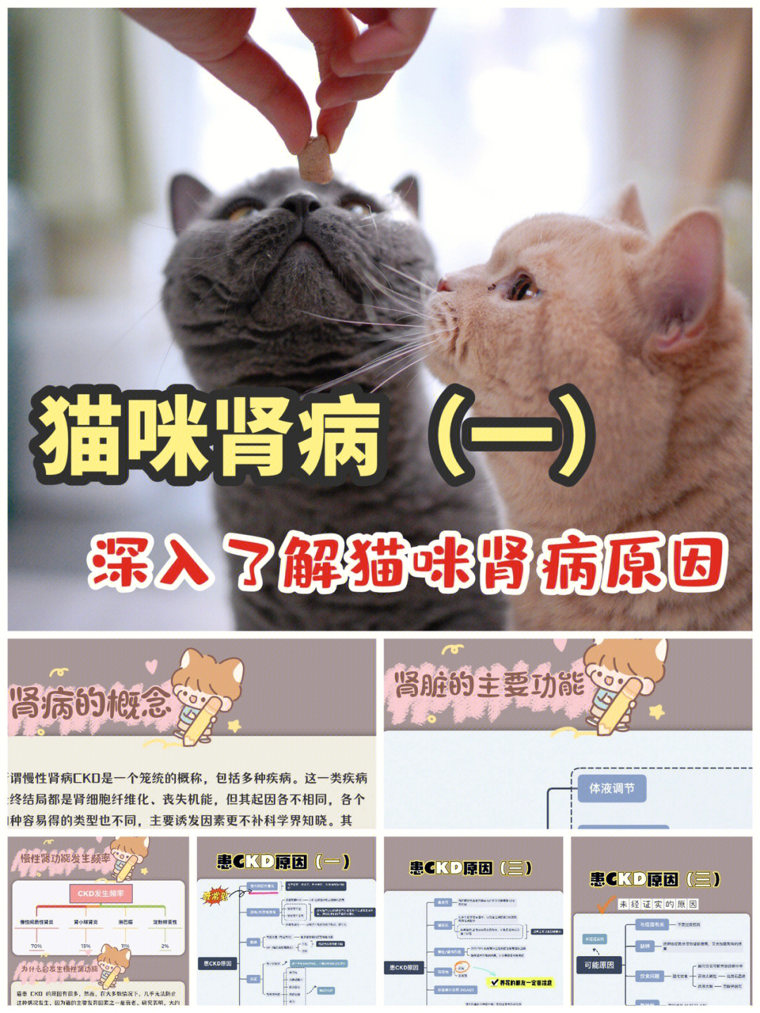 疾病肾病01猫咪肾病发病原因详解