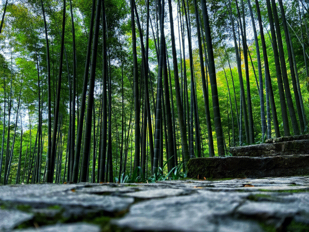 西安玉祥门小竹林图片