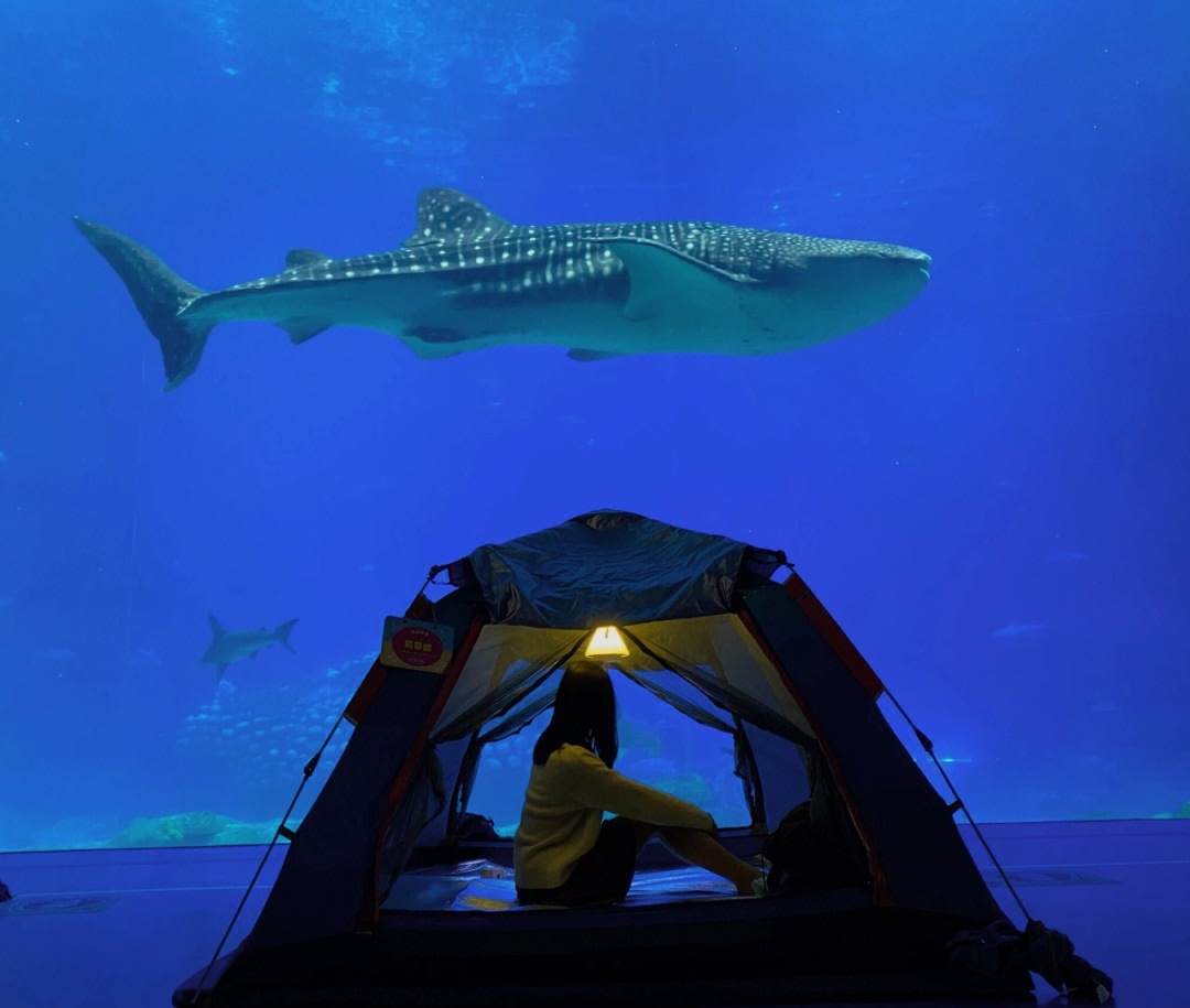 鲸鲨馆夜宿图片