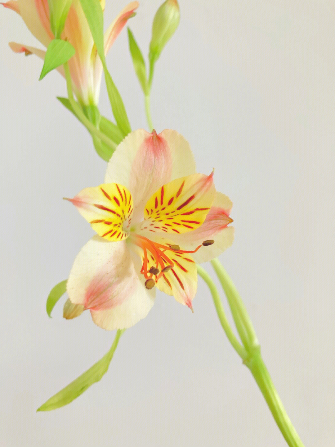 水仙花花朵的结构图片