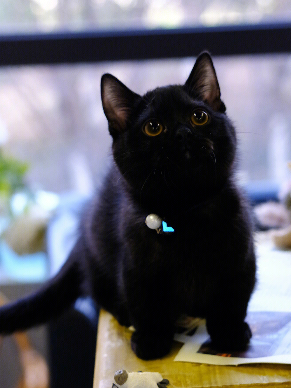 纯黑色的猫是什么品种图片