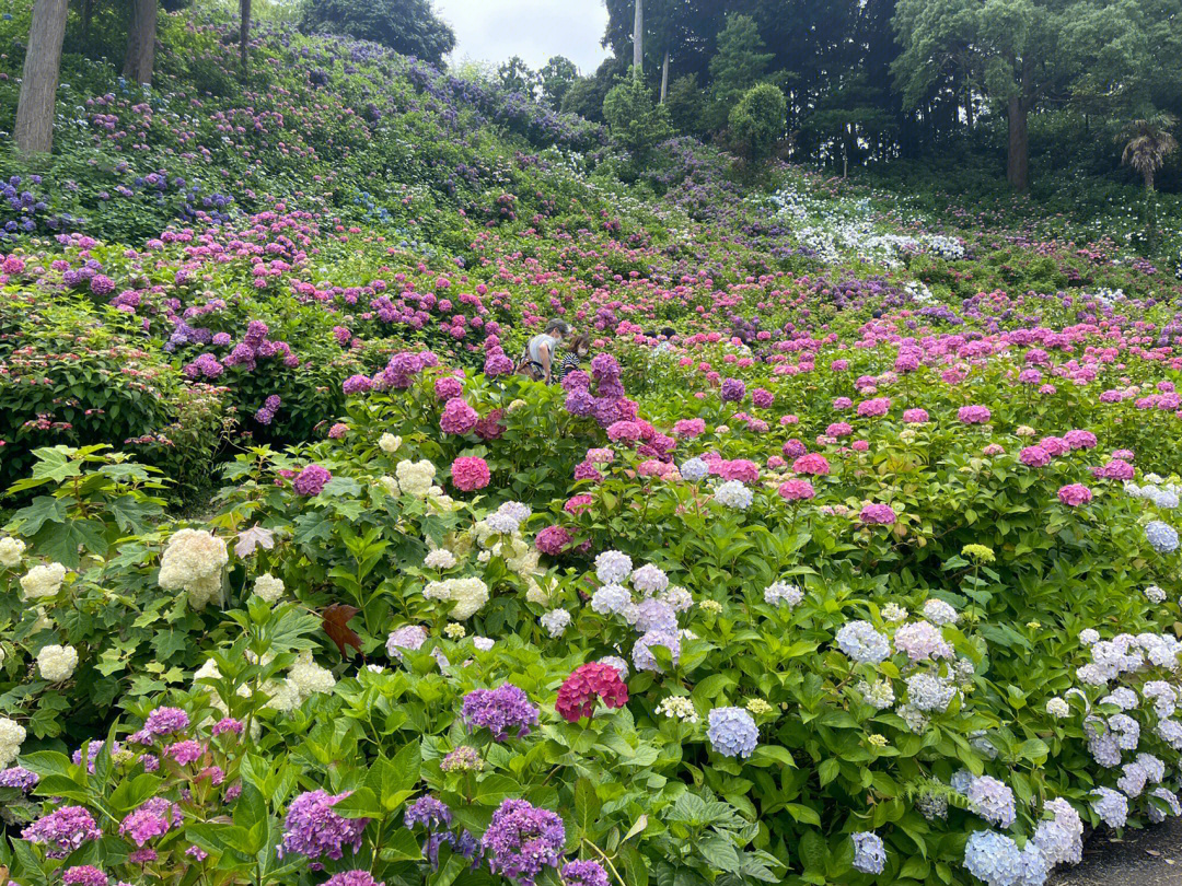 漫山遍野五颜六色的绣球花