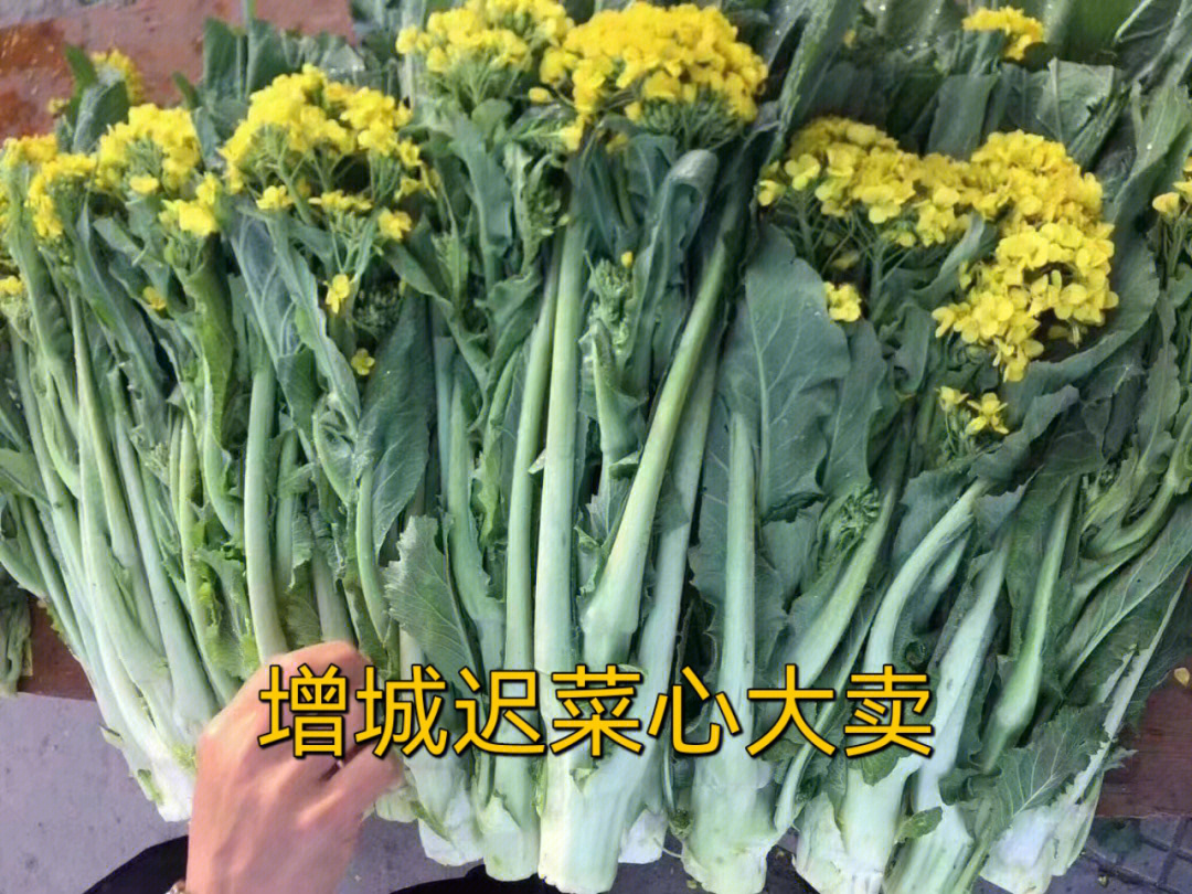 增城小楼迟菜心精品极品都到货了!