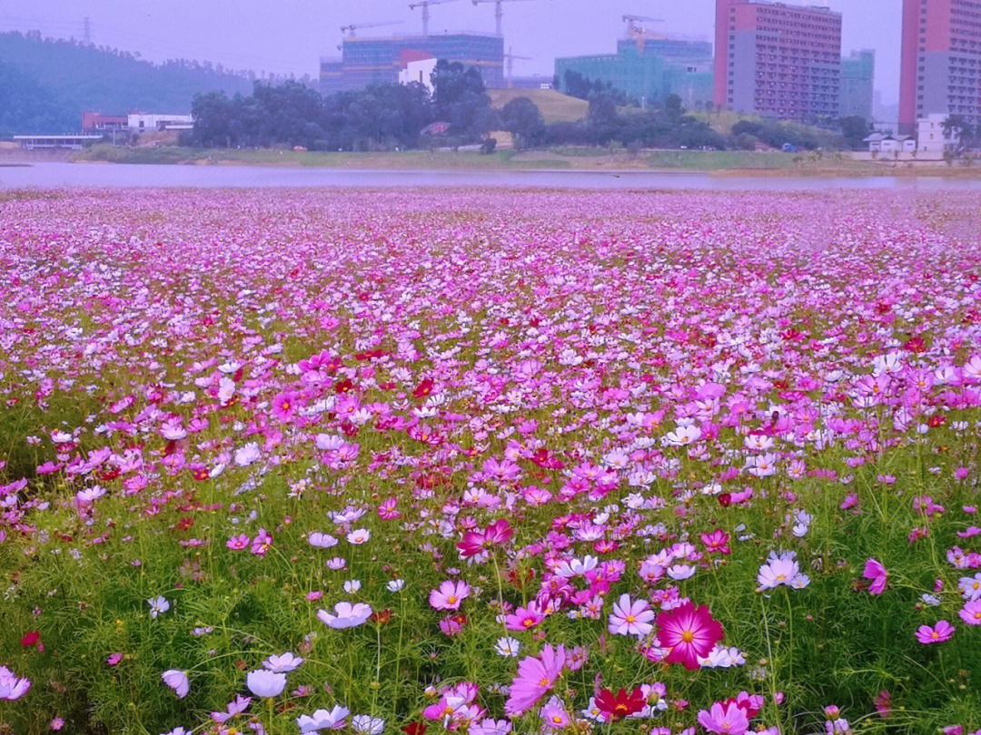 东莞市花标志图片