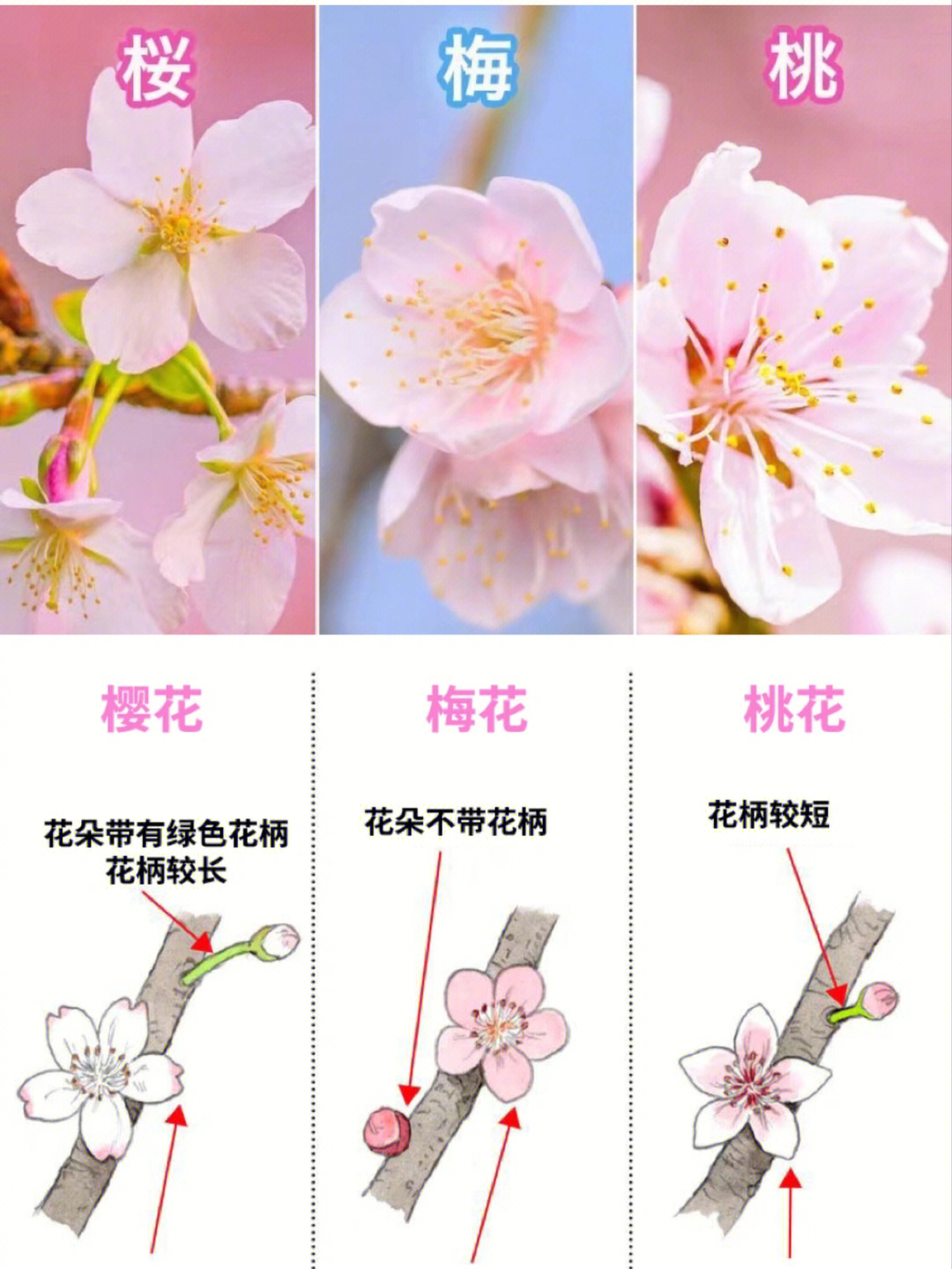 桃花和梨花的区别图片图片